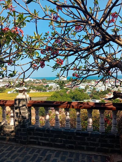 The image captures a panoramic view of a coastal city, likely Phan Rang – Tháp Chàm, Vietnam, from an elevated perspective on a bright, clear day.
In the foreground, a stone railing with a dark brown wooden top and white balusters stretches across the bottom of the frame, providing a visual barrier. A large tree, possibly a Plumeria or Frangipani, with numerous bare branches, scattered green leaves, and clusters of vibrant red and pink flowers, frames the top and sides, partially obscuring the view but adding a natural, organic element. On the left pillar of the railing, a small, ornamental stone lantern with an Asian-inspired design is visible. The stone-paved ground in the bottom left shows dappled sunlight and shadows, with a few fallen flower petals scattered about.
Beyond the railing and through the tree branches, a sprawling cityscape unfolds. Various buildings of different sizes and architectural styles are visible, interspersed with abundant green foliage. A prominent golden-green field, possibly rice paddies, occupies the mid-left portion of the midground. In the distance, the serene blue ocean meets the horizon under a clear sky, with several small boats discernible on the water.
The time of day appears to be sunny, either morning or late afternoon, indicated by the crisp shadows and bright illumination. No people or visible text are present in the image. The scene evokes a sense of tranquil beauty and offers a scenic vista of the urban landscape meeting the sea.