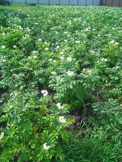 The image depicts a field of potato plants in bloom, with numerous white flowers dotting the green foliage. The plants appear healthy and well-maintained, suggesting a cultivated agricultural area. The ground is dark soil, with some patches of grass visible in the foreground and between the rows of plants. In the background, a light-colored fence separates the field from an area with a car and some vegetation. The overall scene is one of a rural or semi-rural landscape, likely a farm or garden. The location is identified as Bazarnyye Mataki, Russia.
