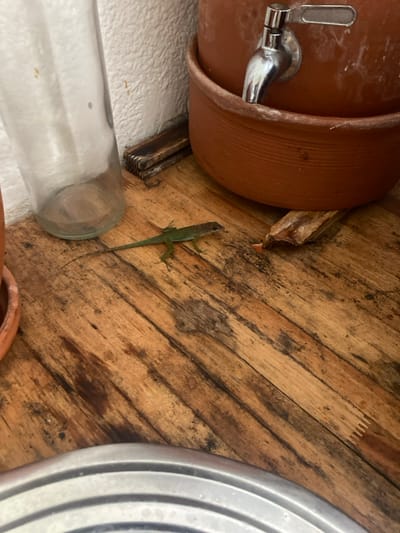 The image depicts an indoor scene in Capesterre-Belle-Eau, France, showing a green anole lizard on a weathered wooden plank floor.
The floor consists of horizontal wooden planks exhibiting varying shades of brown, dark stains, and wear patterns. Along the rear, a light-colored, possibly white, textured wall is visible, with a dark, thin wooden strip running along its base.
A small, slender green anole lizard, approximately 10-15 cm in length including its tail, is positioned centrally on the wooden floor. Its head and dorsal side are primarily green, transitioning to a brownish hue on its head. The lizard is facing towards the right side of the frame and appears stationary.
To the left of the lizard, a tall, clear glass bottle, approximately 20-25 cm high, stands upright on the floor. The bottle is empty and shows minor dust or residue. To the right of the lizard, a two-part terracotta water filter or dispenser is present. The upper, narrower part contains a chrome-colored tap with its lever in a horizontal (closed) position, and rests within a wider, bowl-shaped terracotta base. White mineral deposits are visible on the terracotta surface. Between the lizard and the terracotta dispenser, a single, brown, dried leaf fragment rests on the floor. The immediate foreground, at the bottom of the image, shows the curved, ridged edge of a metallic object, likely stainless steel, partially obscuring the wooden floor. No individuals are present in the scene.
