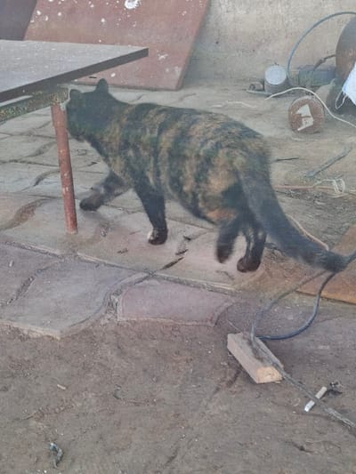 In Beshtam, Uzbekistan, a medium-sized tortoiseshell cat with black, dark brown, and orange/tan fur walks from left to right across a partially paved, dusty outdoor area. The cat's head is slightly turned left, facing a reddish-brown metal leg of a dark, weathered rectangular table or workbench. To the left, behind the table, are two large, dark reddish-brown metal sheets leaning against a light-colored wall, displaying white splatters. To the right of the cat, on the ground, a black cable is secured by a light wooden block, and other wires and metal debris are scattered. In the background, further right, additional objects including a cylindrical metal item, a rusted metal piece, and a round object with a white symbol are visible against a light-toned wall or structure. The ground is a mix of irregularly shaped light paving stones and dirt. No people are present.