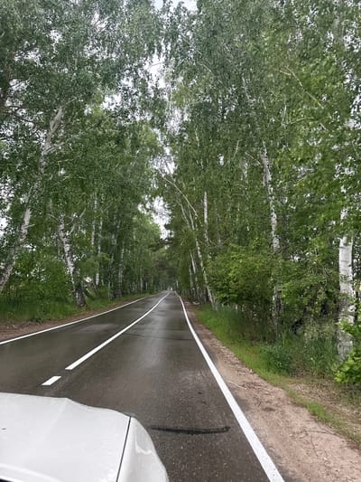 The image shows a paved road with white lane markings, wet from rain, curving through a dense forest of birch trees. The viewpoint is from inside a vehicle, with the hood of a white car visible in the foreground. The trees are tall and slender, with characteristic white bark, and their branches are heavy with green leaves, creating a tunnel-like effect over the road. The sky is overcast, contributing to the muted light. The scene appears to be a rural or suburban setting, likely on the outskirts of a populated area. The presence of the paved road and lane markings suggests it is a public thoroughfare. The location is identified as Savvateevka, Russia.