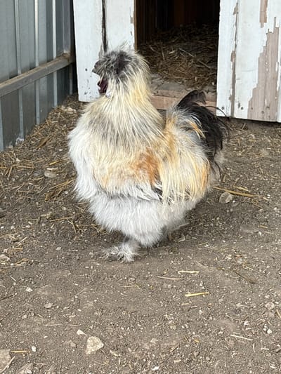 An image, rotated 90 degrees clockwise, captures a fluffy chicken standing on dry, gravelly ground next to a wooden structure. The chicken, likely a Silkie breed, is predominantly light-colored with white, cream, and light brown feathers on its body, transitioning to darker black and grey feathers on its head and tail. Its legs are also feathered. The chicken's comb appears dark red or purple.
The wooden structure, positioned to the left of the chicken, is painted white with visible peeling paint, suggesting age and wear. It features a dark opening, possibly an entrance to a coop or shed, where dry straw or hay is visible inside. Below the wooden structure, a section of corrugated metal or plastic material is present. The ground is composed of dry, light brown soil mixed with small stones, gravel, and scattered pieces of straw or dried vegetation. The lighting suggests it is daytime, with diffused light indicating either an overcast sky or shade. No visible text is present. The scene depicts a tranquil farm or backyard setting in Gay-Kodzor, Russia.