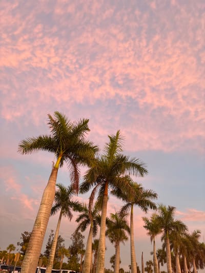A low-angle shot captures a line of tall palm trees against a soft pink and blue sky filled with scattered clouds. The palm trees, with their rough, textured trunks, are silhouetted against the colorful sky, their fronds reaching upwards. The scene appears to be in Siesta Key, United States of America, suggested by the tropical vegetation and the overall ambiance. The lighting indicates either dawn or dusk, casting a warm glow on the environment. There are no people or distinct actions visible in the frame. The bottom of the image shows the tops of some vehicles, implying a parking lot or roadside area, further grounding the scene in a developed area rather than a purely natural landscape.