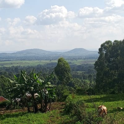 This image depicts a wide panoramic view of a rural landscape in Getenga ward, Kenya, captured on a clear day with scattered white cumulus clouds in a blue sky.
In the immediate foreground, a grassy slope with some patches of tilled, reddish-brown earth is visible. To the lower left, a cluster of mature banana trees with large green leaves stands near the partial view of a red-roofed structure. To the lower right, a light brown and white cow is positioned with its back to the viewer, partially obscured by green foliage, appearing to graze or rest. Another small, light-colored object is visible near the cow. A tall, slender tree with light green foliage rises on the right side of the mid-foreground.
The midground features an expansive, undulating terrain covered predominantly by dense, dark green forest. Interspersed within the forest are lighter green areas, possibly indicative of agricultural fields or cleared land.
In the distant background, multiple low, hazy mountains or hills extend across the horizon under the partly cloudy sky. No human figures or active interactions are visible in the scene.