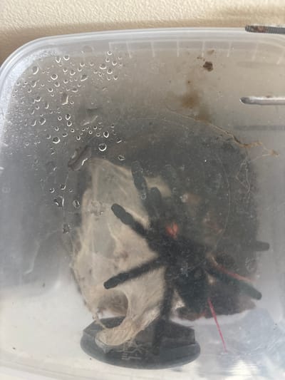 The image shows a tarantula inside a clear plastic container. The container has water droplets on the inside surface. The tarantula is dark-colored and appears to be resting on a silken structure. There is also some debris visible inside the container. The background is a textured, light-colored surface. No specific location in Reda, Poland, is depicted or implied in the image.