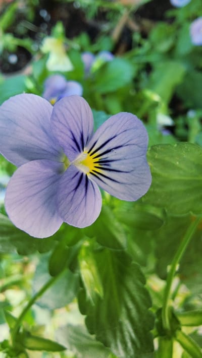 A close-up, vertically oriented, high-angle outdoor photograph captures a single, pale purple pansy flower in bloom. The flower is the primary subject and is positioned in the left half of the frame, dominating the foreground. Its five petals are delicate and softly textured, with fine, raised veins radiating outwards. The two upper petals are slightly folded, while the three lower petals are more spread open. The center of the flower features a bright yellow patch, from which dark, thin, linear markings extend outwards onto the lower petals, creating a striking contrast.
The flower is surrounded by lush green foliage, which is slightly out of focus, creating a bokeh effect that emphasizes the sharp detail of the pansy. Some of the leaves are broad and rounded, with serrated edges, while others are more elongated and pointed. In the background, there are glimpses of other flowers, including some out-of-focus pale purple and yellow blossoms, suggesting a garden setting. The lighting appears to be natural and diffused, possibly from an overcast sky or dappled sunlight, casting soft shadows.
The image does not contain any people, and no specific actions or interactions are depicted, as it focuses solely on the botanical subject. The environment is a natural outdoor setting, likely a garden or park.
There is no information available that specifically places this image in Rupit, Spain.