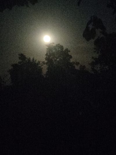 The image depicts a nighttime scene with a full moon shining brightly through a canopy of silhouetted trees. The moon, a luminous orb, is positioned in the upper center of the frame, casting a soft glow that illuminates the hazy sky. The trees are dark and dense, their branches and leaves creating an intricate silhouette against the moonlight. The foreground is almost entirely black, suggesting the presence of a thick forest floor or dense undergrowth. The overall atmosphere is serene and slightly mysterious, evoking a sense of nature's quiet beauty under the nocturnal sky. The location is identified as the city of Novosamarka, Ukraine.