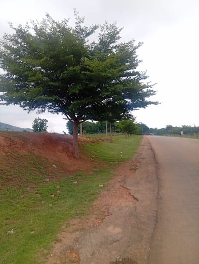 A mature tree with a wide, dense canopy of green leaves stands to the left of a paved road in Shakwada, Nigeria. The tree's trunk is thick and gray-brown, and its branches extend horizontally. A reddish-brown embankment covered in green grass slopes down from the tree towards the road. The road itself is gray and appears to be in good condition, with a white line marking its edge. In the distance, several smaller trees and hills are visible under a pale, overcast sky. Two cars are seen on the road in the far distance, suggesting traffic. The scene is natural and serene, with no people actively present in the immediate vicinity.