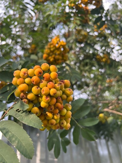 The image shows a close-up of a cluster of bright yellow-orange berries, likely rowan berries, growing on a tree branch. The berries are small and round, with some showing slight redness or orange hues. They are arranged in a dense bunch, with several green leaves also visible on the branch. The background is softly blurred, showing more foliage and the bokeh effect of sunlight filtering through the leaves, suggesting an outdoor setting. Further in the background, another cluster of similar berries is visible, also out of focus. The lower right portion of the image shows a light-colored, textured surface that appears to be a fence or wall. The overall lighting suggests it is daytime, with the sun illuminating the berries and leaves. The image's focus is on the berries and their immediate surroundings, with the background providing a natural context. The location in Nesjukovo, Russia, implies this is a scene from a rural or suburban area within that region.