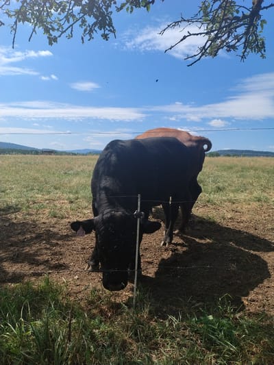 A black cow with a pink ear tag and a brown cow are in a field in Záboří, Czechia. The black cow is in the foreground, facing the camera and lowering its head to graze. The brown cow is behind it, facing away. A wire fence runs across the lower portion of the image, separating the cows from the viewer. The field is dry and sparse, with some patches of green grass. In the background, there are rolling hills and a blue sky with scattered clouds. The photo is taken from a low angle, looking up at the sky and the cows.