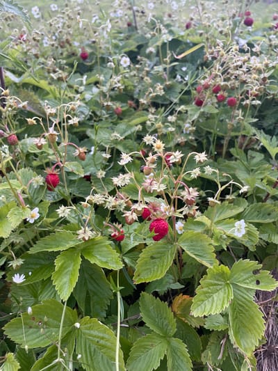 The image depicts a patch of wild strawberries growing in a garden setting, likely in Izborsk, Russia. The foreground is dominated by lush green strawberry leaves, some appearing wet, with several ripe red strawberries prominently displayed on thin stems. Small white flowers with yellow centers are scattered amongst the foliage, along with some unopened buds. The background consists of more strawberry plants and greenery, suggesting a densely planted area. The overall impression is one of a natural, somewhat overgrown garden. There are no people or animals visible in the scene.
