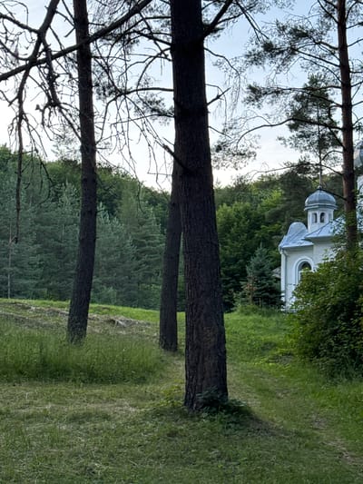 The image depicts a serene outdoor scene featuring a white building with a dome and pitched roof, partially obscured by trees. The building's architecture suggests it might be a church or a similar religious structure. In the foreground, several tall, dark-barked trees with bare branches dominate the view, their trunks standing close together. The ground is covered with green grass, some of which appears to be recently mowed. A path or track winds through the grass, leading towards the building. Behind the foreground trees, a dense forest of evergreen trees forms a lush backdrop. The sky above is a pale blue with hints of white, suggesting it is either early morning or late afternoon. The overall impression is one of tranquility and natural beauty, with the building nestled harmoniously within the landscape. The image appears to be taken in Lisnyky, Ukraine.