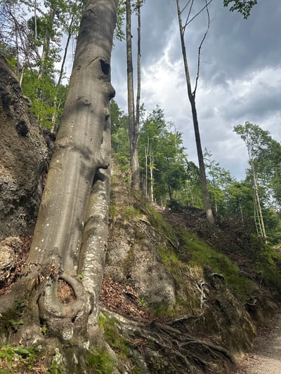 A weathered, thick tree trunk dominates the foreground, leaning to the left at an angle. Its bark is grey with white speckles, and its exposed roots are visible at the base, gripping the rocky, uneven ground. The tree has a distinctive knotty, circular opening near its base. Behind the main trunk, other trees with thinner, taller trunks rise up a steep, grassy embankment. These trees are surrounded by lush green foliage. The ground is covered in patches of grass, fallen leaves, and exposed rock faces. A dirt path is visible in the lower right corner of the image. The sky above is overcast with dramatic, dark grey clouds. This scene appears to be located within the Kufstein Fortress area, known for its rugged natural terrain and forested slopes.