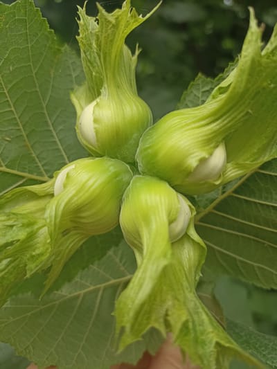 The image shows a close-up view of four immature hazelnuts growing on a tree branch. The hazelnuts are encased in light green husks, with the white nut visible at the tip of each. The husks are striated and appear somewhat leathery. The background is a blur of green leaves and darker foliage, suggesting an outdoor, natural setting. The lighting indicates it is daytime, likely with soft, diffused light, as there are no harsh shadows. The focus is on the developing hazelnuts, highlighting their texture and natural growth. The image was taken in Gusar, Azerbaijan, a region known for its natural landscapes and agriculture. No people, text, or specific events are depicted.