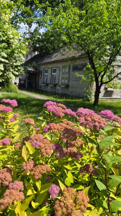 In Jēkabpils, Latvia, a sunny day illuminates a scene featuring a wooden house with a weathered facade and a dark roof. The house has multiple windows with white frames and shutters, and flower boxes beneath some of them. A paved pathway leads to the house. In the foreground, a lush bush with vibrant yellow-green leaves is covered in clusters of pink and reddish-brown flowers. The bush is in full bloom, with delicate petals and intricate flower heads. Behind the bush, a large tree with bright green leaves stands tall, its branches reaching towards the clear blue sky. White flowering bushes are visible on the left side of the image, adding to the scenic beauty of the location. The overall impression is one of a serene and picturesque setting in a Latvian town.