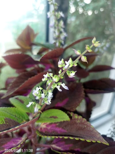 In the foreground of the image, a coleus plant is shown in close-up, with its vibrantly colored leaves in shades of green, deep red, and purple. The plant has a flowering stalk with small, delicate white and light purple flowers. The background is blurred, showing a window and an outdoor environment with green foliage. The timestamp "2026/07/01 11:38" is visible in the bottom left corner of the image, indicating the date and time the photograph was taken. The location is specified as Жанай, Kazakhstan.