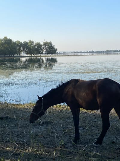 A dark-colored horse is depicted in a side-view, with its head lowered to drink from a body of water. The horse is standing on a grassy bank, with dry grass and foliage visible. The water reflects the sky and trees on the opposite bank, creating a serene and somewhat hazy effect. A line of trees with reflections can be seen in the distance, suggesting a natural landscape. The sky is a clear, light blue, indicating it is daytime. The overall lighting suggests either early morning or late afternoon, possibly dawn given the "Рассвет" (dawn) location context. The scene appears tranquil, with the focus on the horse and its interaction with the environment. There is no visible text in the image.