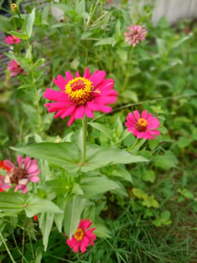 The image depicts a flower garden in Geulanggang Baro, Indonesia. The primary focus is a vibrant pink Zinnia flower with a yellow center, standing out against the green foliage. Other Zinnia flowers, in varying stages of bloom, are also present, some closer to the ground and others slightly faded. The background consists of green plants and grass, suggesting a natural outdoor setting. A hint of a light-colored wall is visible in the upper portion of the image. No people or interactions are observed.