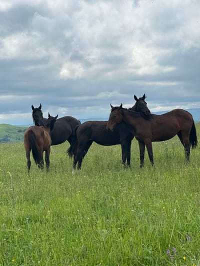 A herd of six horses stands in a lush, green meadow under a cloudy sky. The horses are of varying colors, including dark brown and a lighter brown, and are gathered together, appearing to interact with each other. The meadow is abundant with tall grass and scattered wildflowers. In the background, rolling hills are visible under the dramatic cloud cover. The image appears to be taken in an outdoor, rural setting.