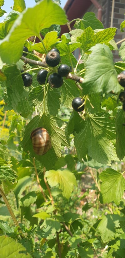 A snail is resting on a green leaf amidst a black currant bush. The bush is laden with ripe black berries, some of which are in sharp focus while others are blurred. The leaves are vibrant green and appear healthy. The background shows a blurry view of a brick building, possibly a house, and other foliage. The image is captured in bright daylight, suggesting an outdoor setting. The location is identified as Verkhorechenske rural settlement, Ukraine.