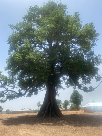 The image depicts a large, leafy tree in what appears to be a village setting in Gambar, Nigeria. The tree dominates the frame, with a thick trunk and widespread branches covered in green foliage, with some visible white, possibly flowers or fruit. The ground appears to be dry, dusty earth, and the buildings in the background seem to be simple structures. The sky is a light blue color.