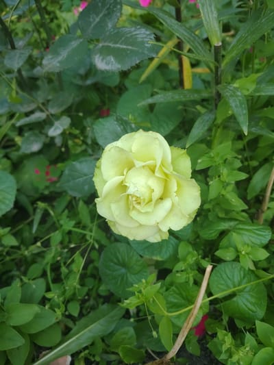 A single, pale yellow rose blooms at the center of the frame, surrounded by lush green foliage. The rose's petals are tightly furled in the center, opening outward in gentle curves. The surrounding leaves are varied in size and shape, with some larger, darker green leaves framing the upper left of the image and smaller, brighter green leaves filling the spaces around the rose. In the background, hints of pink and magenta are visible amongst the green, suggesting other flowers in the vicinity. The lighting is soft, highlighting the delicate texture of the rose petals. The overall scene depicts a vibrant garden setting. The image does not contain any information that would allow for the localization of the scene to Bakhmach, Ukraine.