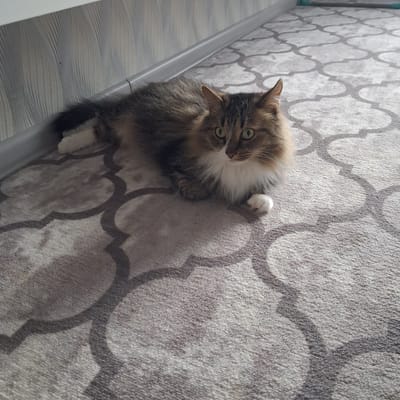 A fluffy, medium-haired cat with green eyes is lying on a carpet with a repeating quatrefoil pattern. The cat is predominantly brown and white, with darker tabby markings on its face and body. One of its front paws, which is white, is extended upwards. The carpet has a textured, fleecy appearance and is a light gray color with darker gray pattern elements. The scene is lit by natural light, casting a shadow of the cat onto the carpet. To the left of the cat, there is a baseboard with a light gray, wavy pattern, and a light gray vertical trim piece. The image appears to be taken indoors, likely in a domestic setting in Bugulma, Russia. The cat's gaze is directed upwards and slightly to the left, giving it a curious or playful expression.
