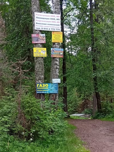 The image depicts a forest scene with several signs posted on trees. In the foreground, a dirt path curves to the right. The trees are a mix of birch and other deciduous trees, with dense green foliage. Several signs, advertising various services, are attached to the trunks of the trees. One sign in the upper portion advertises "Registration of LLC, IP, Liquidation of LLC, IP, Reorganization of LLC, IP, Amendments to the company." Below this, a sign for "MINI-EXCAVATOR" is visible. Further down, a sign for "ЖБ КОЛЬЦА" (reinforced concrete rings) is posted. To the right of these, a sign for "СТРОИТЕЛЬСТВО" (construction) is present, and another for "ВОДОПРОВОД КАНАЛИЗАЦИЯ" (water supply, sewage). Near the bottom, a prominent blue sign reads "ГАЗОСНАБЖЕНИЕ ЖИЛЫХ ДОМОВ" (gas supply for residential buildings). No people are present in the image, and there are no discernible structures or identifiable landmarks that would indicate the specific location within Novoilinsky, Russia. The environment is characterized by a dense forest with a well-worn dirt path.