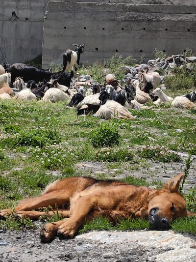 A herd of goats is resting in a grassy area with a concrete wall in the background. In the foreground, a brown dog is sleeping on the ground. The goats are of various colors including white, black, and brown. Some of the goats have horns. The grass is green and dotted with small white flowers. The concrete wall appears to be part of a building or structure. The ground is a mix of dirt, gravel, and rocks. The image appears to have been taken in an outdoor setting, possibly in a rural or mountainous area. The location is identified as KOKSAR, India.