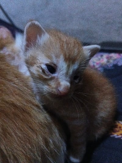A small orange and white kitten huddles close to an adult cat, possibly its mother, for warmth and comfort. The kitten's eyes are only partially open, indicating its young age. Its coat is soft and fluffy. The background is blurred, but it appears to be a dark surface with hints of patterned fabric. The overall image conveys a sense of tenderness and protection.