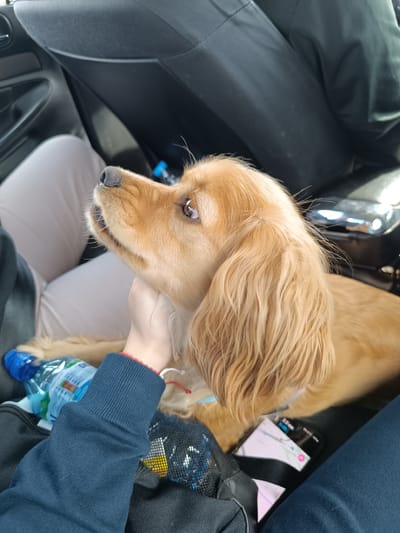 A golden Cocker Spaniel sits on a person's lap in the passenger seat of a car. The person is wearing light-colored pants and a dark blue sweater with red trim on the cuff. The person's hand is gently placed under the dog's chin. In the background, there is a car seat. In the foreground, there is a black bag, a water bottle, and a cell phone displaying navigation. The location is Koilovtsi, Bulgaria.