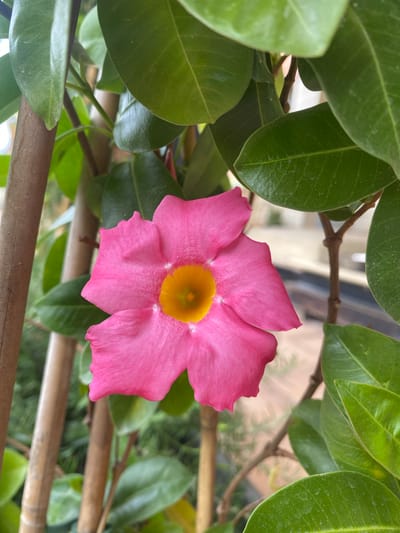 A close-up, eye-level shot captures a vibrant pink Mandevilla flower with a bright yellow center, blooming amidst lush green foliage and bamboo stakes. The flower's petals are delicately curved and slightly ruffled, creating a sense of soft texture. Behind the flower, several thick, light brown bamboo stalks are visible, supporting the plant. The background is a soft blur of greens and muted browns, suggesting an outdoor setting in a garden or patio area. The overall lighting is bright and natural, highlighting the vivid colors of the flower and leaves. This scene is located in the city of Zeneta, Spain, where the blooming plant adds a touch of natural beauty to the urban environment.