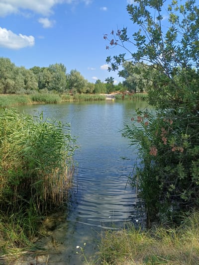 This is a horizontal, eye-level, outdoor photograph of a calm lake on a sunny day in Vlasivka, Ukraine. The foreground is dominated by lush green reeds and grasses growing along the shoreline. The water is clear and reflects the blue sky, which is dotted with white clouds. In the middle ground, the lake stretches out, with trees lining the opposite bank. The trees on the left are lighter green and appear to be willow trees, while the trees on the right are darker green and denser. A small yellow object, possibly a kayak or a flotation device, is visible on the water in the distance. The overall impression is one of a serene and natural landscape.