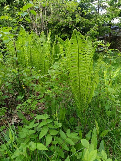 The image depicts a patch of lush green vegetation, dominated by ferns in the foreground. These ferns are prominent, with their characteristic fronds unfolding. Other green plants, including what appears to be brambles, grass, and broadleaf foliage, fill the space around the ferns. The ground is partially visible, showing some leaf litter and soil. In the background, taller trees are present, suggesting a woodland or forest edge setting. The overall impression is one of a dense, overgrown area within a natural environment. The location is in Vishnovka, Russia, although this is not discernible from the image itself.
