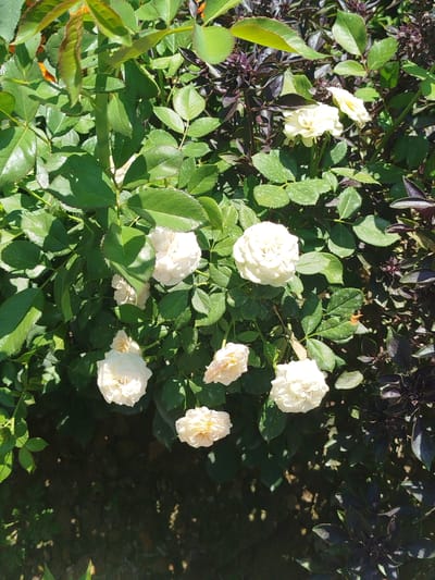 A close-up, eye-level, vertical outdoor shot showcases a bush with multiple white roses in various stages of bloom. The roses are the primary subject, with their delicate petals and green leaves filling the frame. To the right of the rose bush, a plant with dark purple, almost black, foliage is visible, providing a stark contrast. The background is a dark, blurry mix of green foliage and shadows, suggesting a natural outdoor setting. The lighting appears to be natural daylight, casting dappled shadows on the leaves and flowers. The image captures a serene, natural moment, devoid of any human presence or activity. The specific location in the city of Жаңы-Айыл, Kyrgyzstan, cannot be determined from the visual information provided in the image itself.