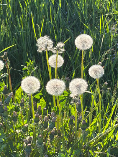 The image captures a vibrant, close-up view of a grassy field filled with numerous dandelion seed heads in various stages of development. The primary subjects are the fluffy, white dandelion clocks, with many fully formed examples scattered across the frame, notably in the center, top-left, and bottom-center. Interspersed among these are several closed dandelion buds or spent flower heads, particularly visible along the right side and in the bottom-left corner of the image.
The background consists of dense, green grass and other leafy plants, creating a natural, untamed setting. Small, delicate blue flowers are subtly visible among the green foliage. The lighting is strong and direct, creating distinct highlights on the grass blades and the dandelion seed heads, and casting long shadows, suggesting it is either early morning or late afternoon on a sunny day. This illumination gives the scene a fresh and vivid appearance. No specific activity or event is taking place, presenting a peaceful snapshot of nature. There is no visible text within the image. The location context provided is Норд Снт, Russia.