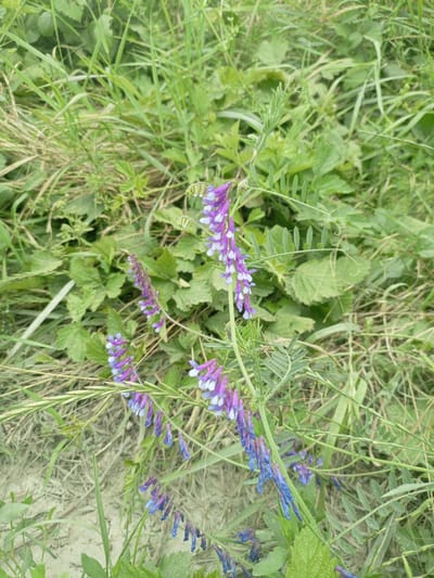 A close-up, eye-level shot captures a patch of wild vegetation, possibly near a sandy path, in Oktyabr'skii, Russia. The foreground is dominated by stems bearing clusters of small, pea-like flowers, predominantly in shades of purple and blue, with some white accents. The flowers hang in racemes, resembling tiny bells. The surrounding environment is filled with various green plants, including tall grasses with elongated blades and broader-leafed plants with textured surfaces. The overall impression is of a natural, uncultivated outdoor setting, likely a field or roadside verge, bathed in natural daylight. There are no people or man-made objects visible.