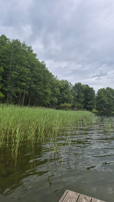 The image depicts a serene lake scene in Rimšas, Latvia. The foreground is dominated by tall, green reeds growing along the water's edge. The lake itself has a calm surface with ripples reflecting the overcast sky. To the left of the reeds, a dense forest of lush green trees forms the backdrop. The trees appear to be deciduous, with full foliage. The sky is cloudy and a light grey, suggesting it is daytime, likely late morning or afternoon, with overcast weather.

On the right side of the image, a portion of a wooden dock is visible, indicating a human-made structure at the lake. In the distance, along the treeline, a few small figures of people can be discerned, suggesting a recreational setting. The overall atmosphere is peaceful and natural, evoking a sense of tranquility. There is no visible text in the image.