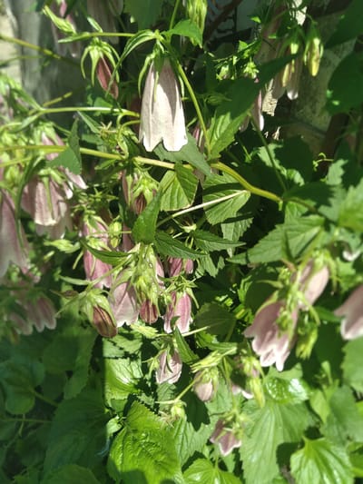 The image displays a close-up view of a dense cluster of flowering plants, predominantly featuring bell-shaped blossoms and abundant green foliage under bright sunlight. The flowers are a delicate pale pink to light purple, some exhibiting subtle stripes, with numerous buds visible that are a deeper maroon-purple hue. The leaves are a vibrant green, many with serrated edges, and appear lush and healthy.
The scene is an outdoor setting, likely a garden or natural area in Журавское сельское поселение, Ukraine. Strong daylight is indicated by the distinct, sharp shadows cast by the leaves and flowers across the foliage, suggesting it is daytime, possibly morning or late afternoon. No human activity is depicted. The composition fills the frame with plant life, showcasing the intricate details of the flowers and leaves. There is no visible text in the image.