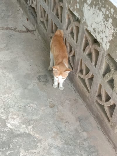 An orange and white cat stands on a gray concrete surface next to a wall with a geometric pattern. The location is likely in an outdoor area, and the photograph was taken in Blangkarieng, Indonesia. The cat is the primary subject of the image.