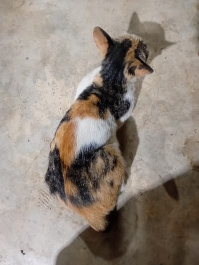 A calico cat sits on a concrete floor. The cat has patches of white, black, and orange fur. Its ears are pointed and tilted slightly forward. A shadow of the cat is visible on the floor to its right. The environment appears to be an outdoor space in Alueanou Barat, Indonesia.