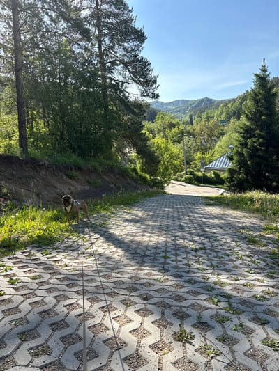 The scene shows a dog standing on a paved path, situated in a mountainous, wooded area, possibly in Belokurikha, Russia. The path is constructed of interlocking concrete blocks with vegetation growing between them. A leash is connected to the dog. Behind the path, there's a slope covered with earth and some greenery, which leads into a dense forest. In the distance, mountains rise against a clear sky, with sunlight illuminating the scene. A structure with a silver roof is visible among the trees further down the path.