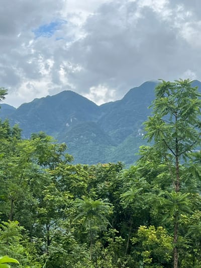 The image captures a lush, mountainous landscape in Lùng Tám Commune, Vietnam. The foreground is dominated by dense green foliage, with various trees and plants forming a thick canopy. The middle ground features rolling, verdant mountains shrouded in a soft, hazy light. The background shows taller, more distant peaks that are a deeper shade of blue-green, also partially obscured by mist. The sky above is overcast with dramatic grey clouds, interspersed with patches of pale blue sky, suggesting a humid or rainy climate. No people or man-made structures are visible, emphasizing the natural and wild aspect of the environment.
