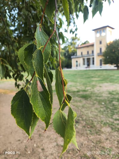 The image captures a close-up view of green leaves on a branch, set against a blurred background of a large, pale yellow building with a tower, and a green lawn. The building appears to be a historical structure, possibly a villa or a museum, with multiple windows and arched doorways visible. The leaves in the foreground are detailed, showing their veins and serrated edges. Some of the leaves have a light brown discoloration. In the bottom left corner of the image, the text "POCO F5" is visible, indicating the phone used to take the photo. In the bottom right corner, the date and time "29.07.2026 07:16" are displayed, suggesting a future date. The overall impression is one of a serene, daytime scene in a park or garden setting within a city, likely within the grounds of a historic building in Collecchio, Italy.