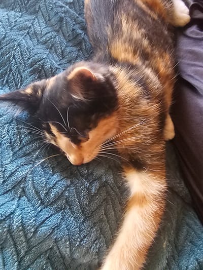 A calico cat is resting on a textured blue blanket. The cat's fur is a mix of black, orange, and white. Its eyes are closed, and its head is resting on its paws. The cat appears to be sleeping peacefully. The blanket is a soft, fuzzy material with a pattern of raised ridges. The background is dark and out of focus, but appears to be indoors. This image was taken in Dūkštas, Lithuania.