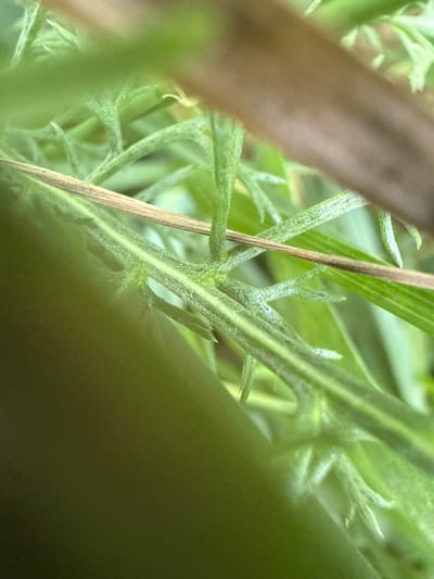 The image shows a close-up, macro view of a green plant stem with several smaller leaves branching off. A thin, dry piece of straw or grass is visible crossing over the stem. The background is a blur of green foliage, suggesting an outdoor environment. The image is taken in Ridabu, Norway, an area known for its natural landscapes. There are no people or visible animals in the frame. The lighting suggests it is daytime, possibly overcast, given the diffused light.