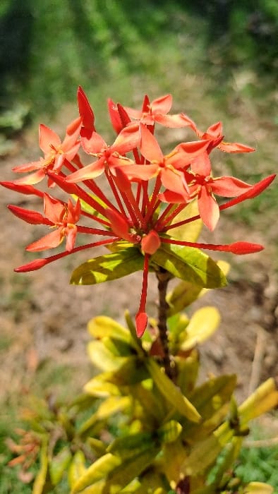 A vibrant cluster of red Ixora flowers bursts forth, displaying pointed petals and slender stems. The blooms are interspersed with green leaves, some tinged with yellow, providing a contrasting backdrop. A blurred green area appears in the image's periphery, while beige ground creates an earthy atmosphere. The composition captures the freshness and warmth of nature.