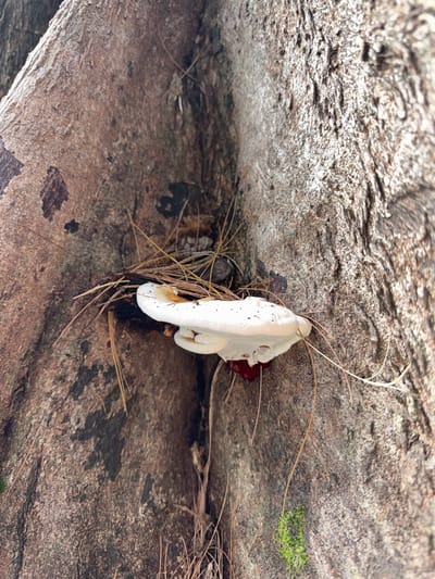 In the city of Karon, Thailand, a white bracket fungus with brown markings grows on the side of a tree trunk. The tree has rough, textured bark in shades of brown and gray. Pine needles are scattered around the fungus and on the bark. The fungus has a smooth, leathery appearance and is layered, with a deeper red color visible underneath. The background is blurred, focusing attention on the tree and the fungus.