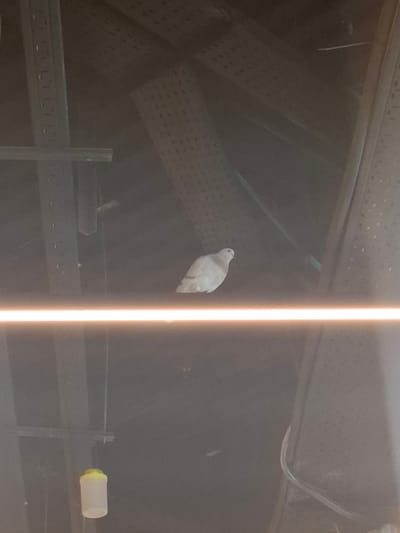 A white dove is perched on a shelf within an indoor space. The location is Xirivella, Spain. The shelf appears to be metal with a grid pattern on the ceiling above. A clear tube is visible in the upper right corner. A plastic bottle with a yellow lid is on the lower right shelf. A vertical bright light obscures a section of the scene.
