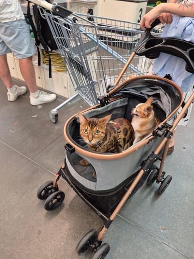 In the city of Orlovka, Russia, an indoor scene depicts a person pushing a stroller that carries two animals: a Bengal cat and a Chihuahua. The cat, with striking green eyes and a spotted coat, sits prominently in the stroller. Beside it, the tan and white Chihuahua is visible, with its tongue sticking out. The stroller, a dark gray fabric model with copper-colored framing, is partially enclosed. In the background, a shopping cart is present, suggesting the location might be a retail environment or a public place with shopping facilities. The floor is a gray, speckled concrete or tile. The overall impression is of a casual outing with pets in a commercial setting.